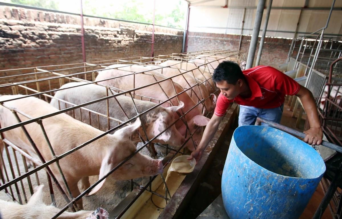 Giá heo hơi hôm nay 27-4: Dịch tả lợn châu Phi trở lại, ngại tái đàn