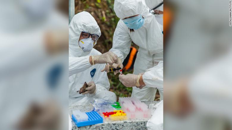 Nhóm thợ săn virus liều mình trong hang dơi để dự báo đại dịch