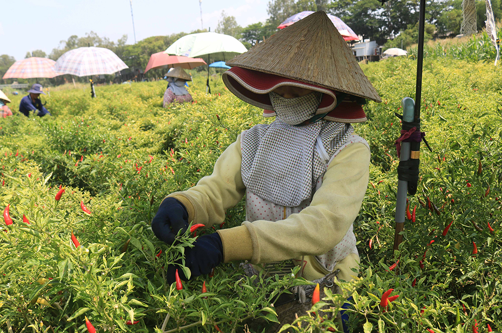 Xứ ớt Phú Hữu Xứ ớt Phú Hữu