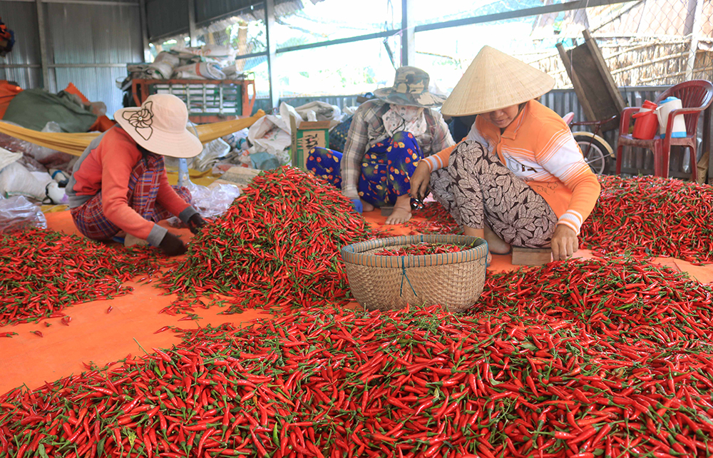Xứ ớt Phú Hữu Xứ ớt Phú Hữu