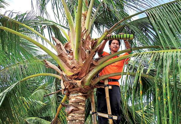 Độc đáo nghề “mát-xa hoa dừa” lấy mật
