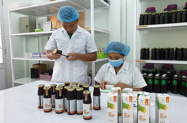 Độc đáo nghề “mát-xa hoa dừa” lấy mật