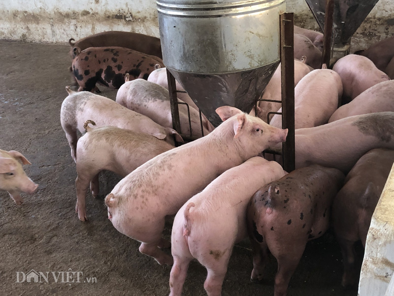 Giá heo hơi hôm nay 5-5: Các "ông lớn" công bố lãi khủng từ giá lợn