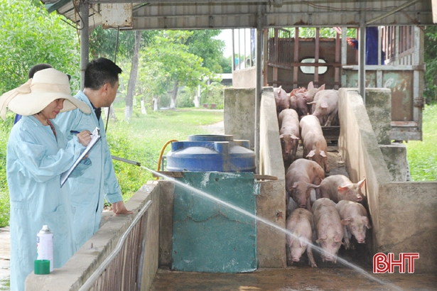 Giá heo hơi hôm nay 6-5: Đứng giá, chủ trại "khủng" tiết lộ cách chống dịch tả lợn châu Phi