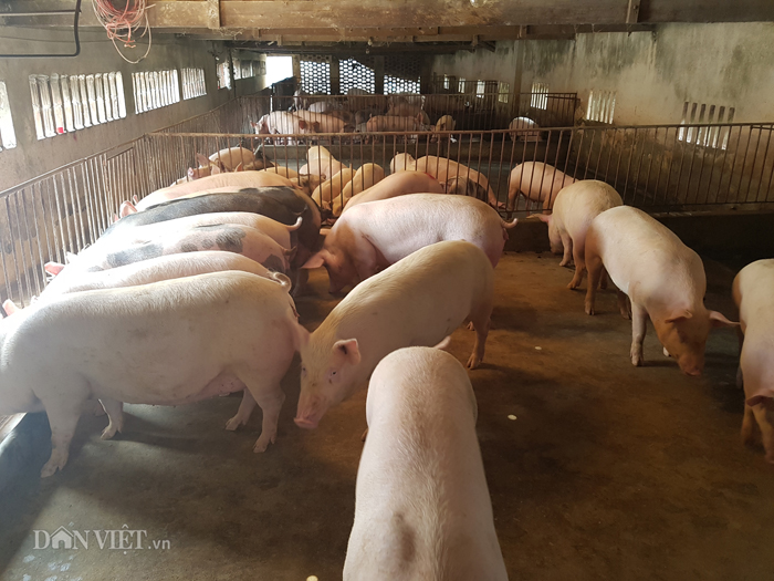 Giá heo hơi hôm nay 7-5: Tiếp đà tăng, lợn đẹp giá 95.000 đồng/kg