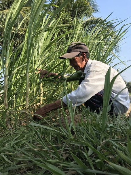 Đời cỏ...