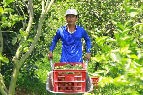 Vĩnh Long: Hướng tới nông thôn mới kiểu mẫu