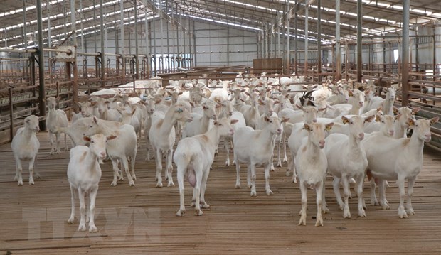 Kỳ vọng phát triển tại trang trại dê sữa lớn nhất Việt Nam