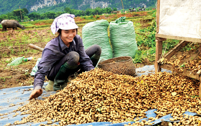 “Vựa lạc” xứ Tuyên được mùa nhờ chăm sóc tốt