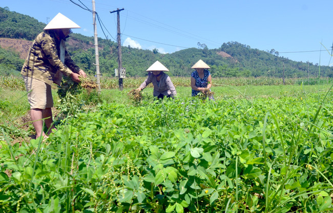 “Vựa lạc” xứ Tuyên được mùa nhờ chăm sóc tốt
