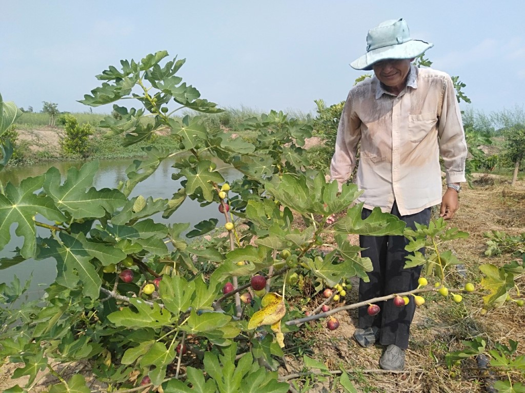 Cây sung mỹ đặc điểm ý nghĩa cách trồng nơi bán giá tốt