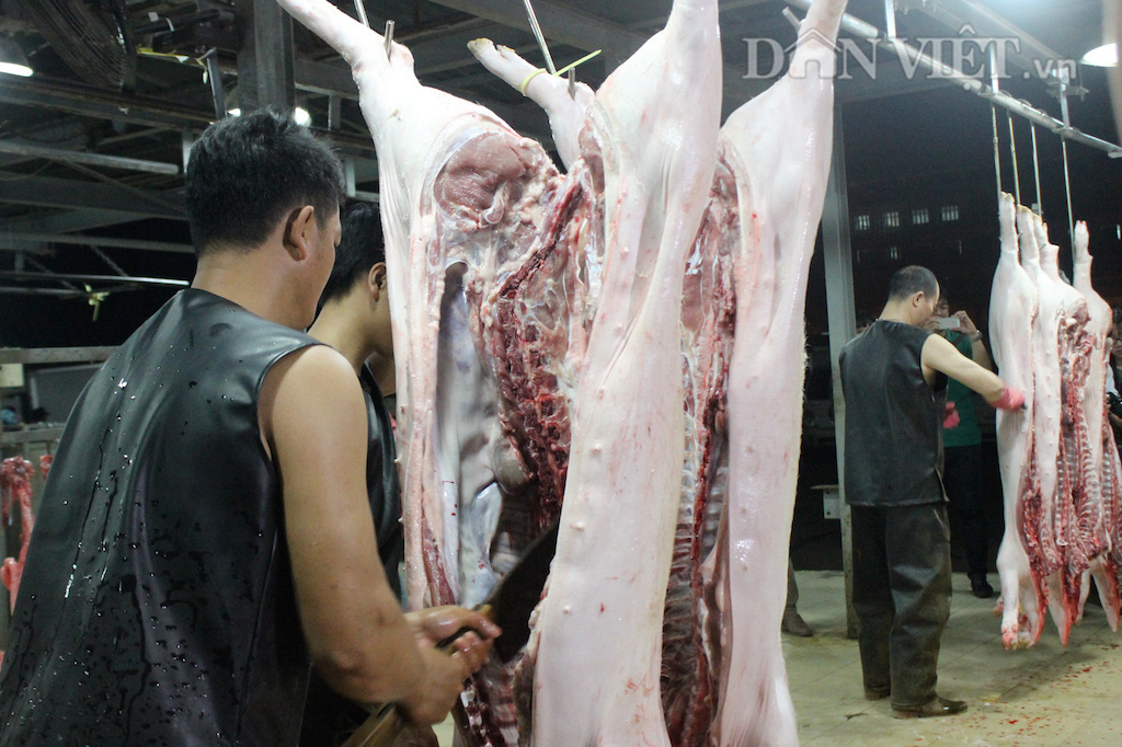 Giá heo hơi hôm nay 19-5: Thương lái trả giá cao vút gần 10 triệu/tạ, chợ đầu mối hết sạch cả heo mỡ