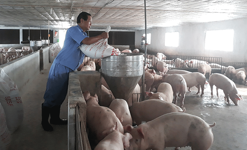 Giá heo hơi hôm nay 20-5: Một tháng tăng 15.000 đồng/kg, các ông lớn đua nhau đổ tiền tỷ vào thịt lợn
