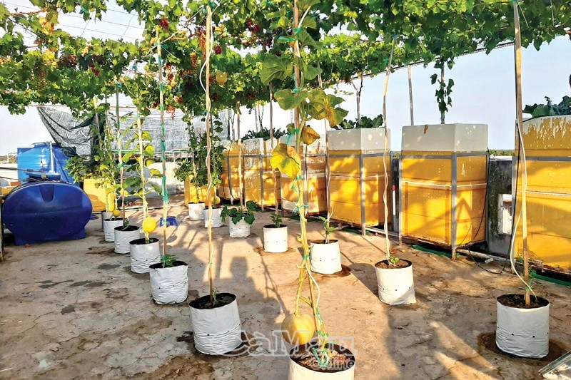 Khu vườn tình yêu… trên sân thượng