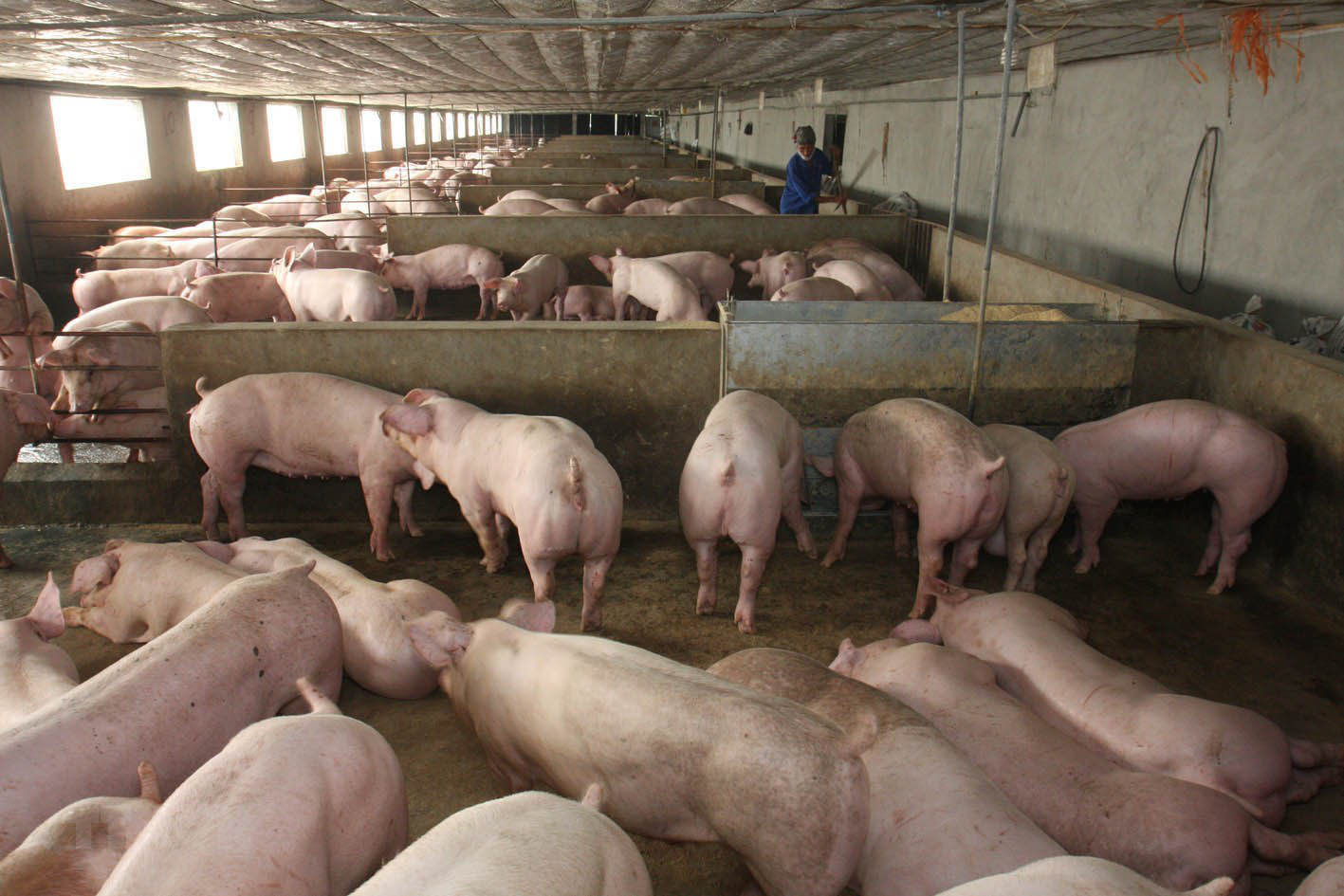 Giá heo hơi hôm nay 21-5: Miền Nam xuất hiện giá 99.000 đồng/kg, nhạy bén hay liều tái đàn ồ ạt?