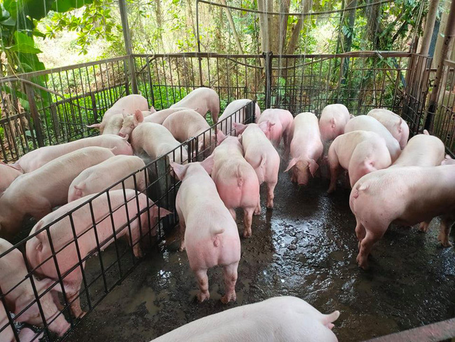 Giá heo hơi hôm nay 23-5: "Ông lớn" mạnh tay tăng 5.000 đồng/kg lợn hơi, phá vỡ cam kết
