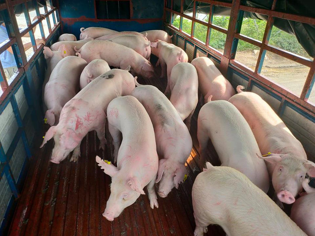 Giá heo hơi hôm nay 23-5: "Ông lớn" mạnh tay tăng 5.000 đồng/kg lợn hơi, phá vỡ cam kết