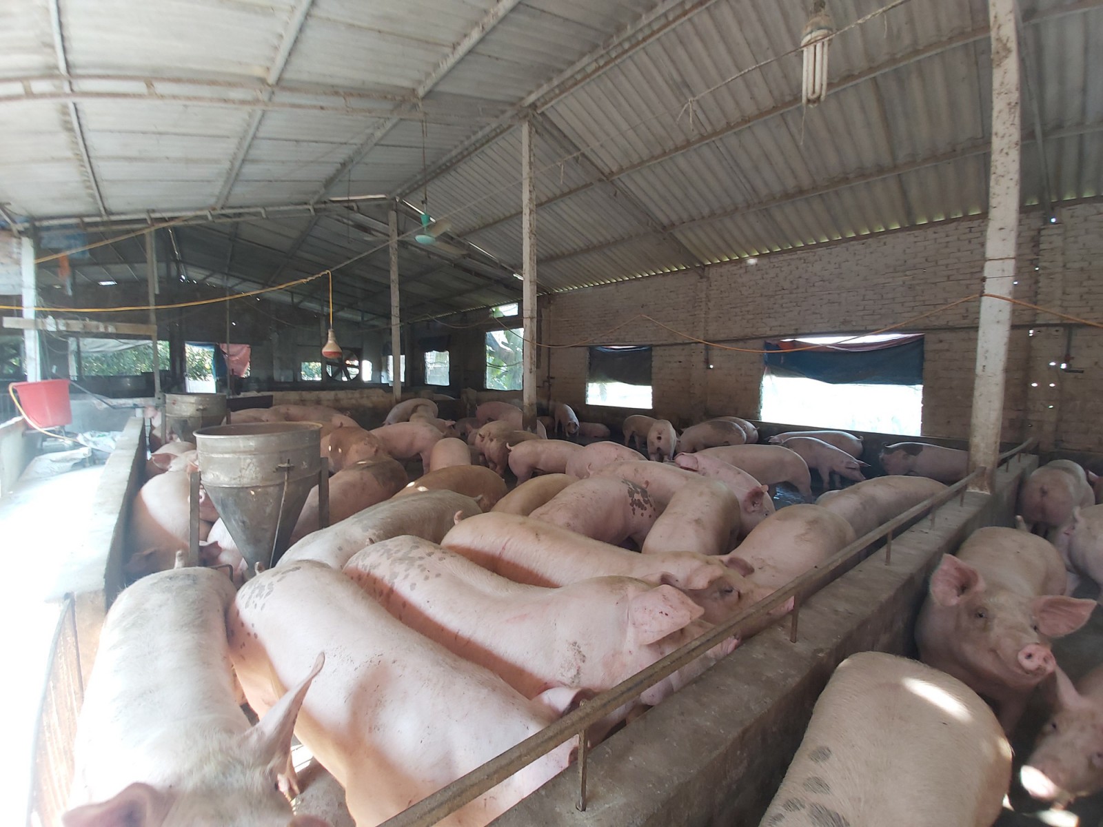 Giá heo hơi hôm nay 26-5: Đã xuất hiện mức giá 105.000 đồng/kg?