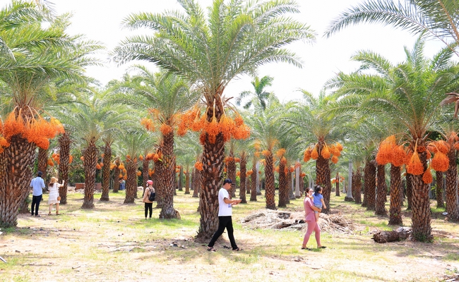 Vườn chà là chín rực độc nhất miền Tây