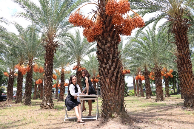Vườn chà là chín rực độc nhất miền Tây