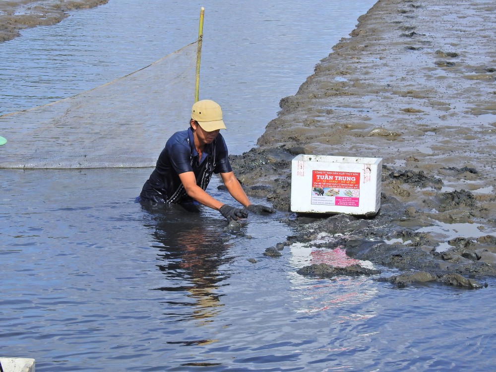 Nhộn nhịp mùa thu hoạch tôm càng xanh