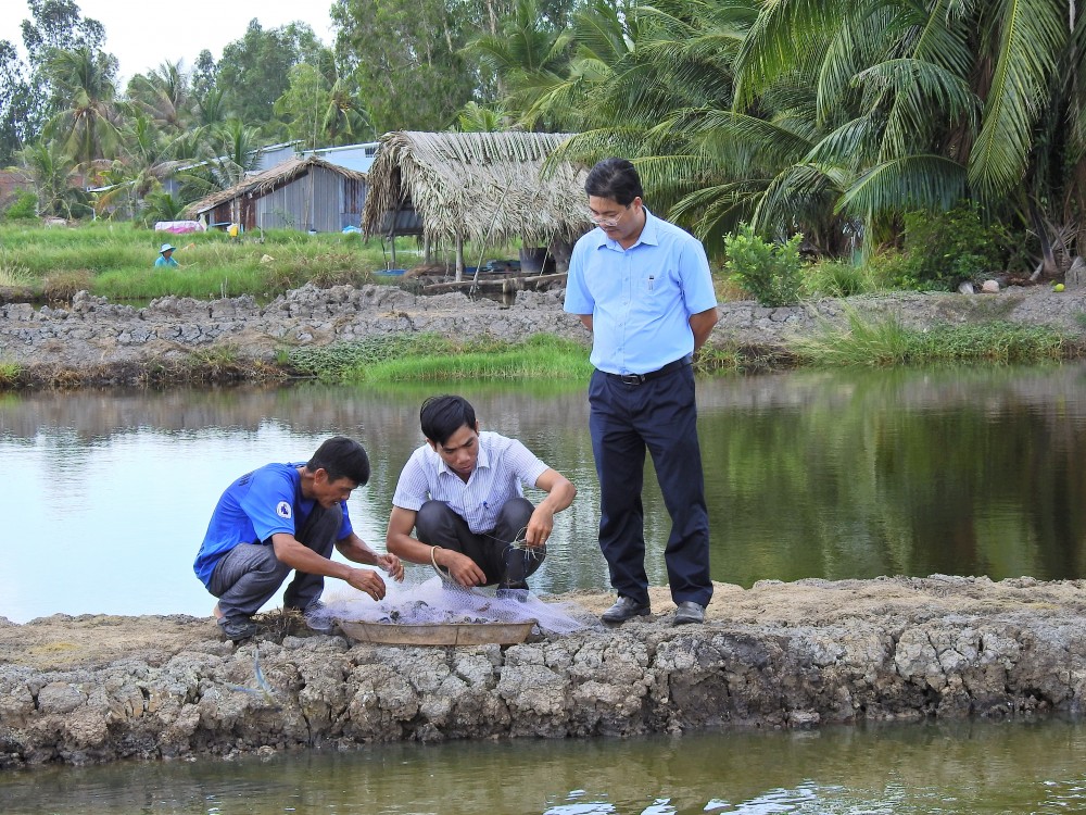 Nhộn nhịp mùa thu hoạch tôm càng xanh