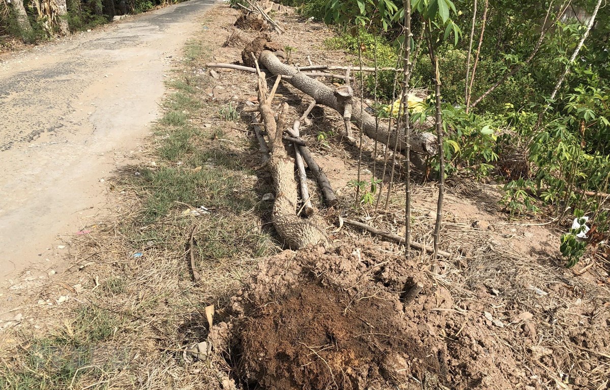 Bạc Liêu: Hàng trăm cây xanh vừa mới trồng đã bị chết khô