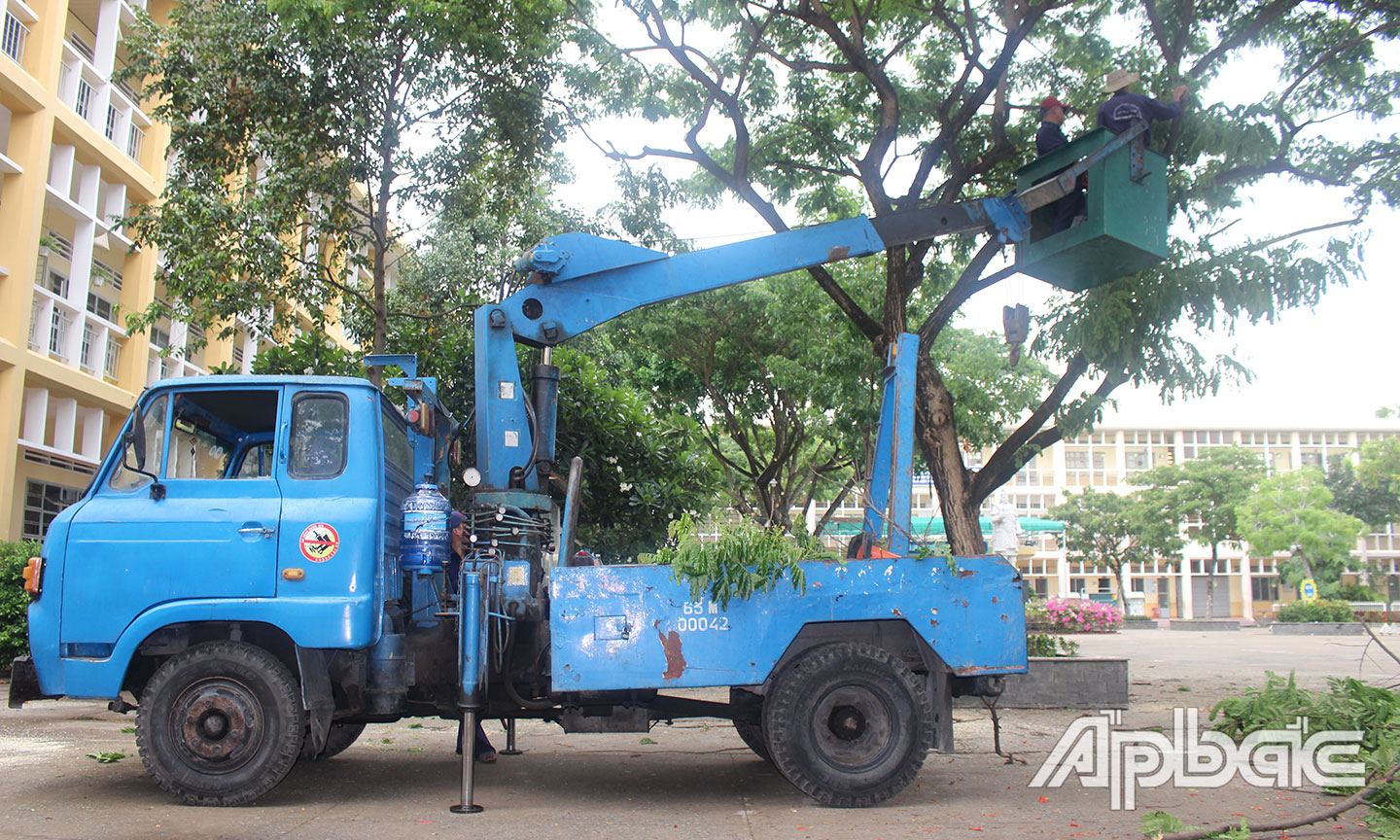 Để cùng "chung sống" an toàn với cây xanh