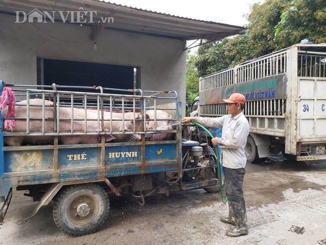 Giá heo hơi hôm nay 2-6: Bán 50 tấn lợn hơi giá 97.000 đồng/kg, chủ trại phố núi bỏ túi 4,8 tỷ