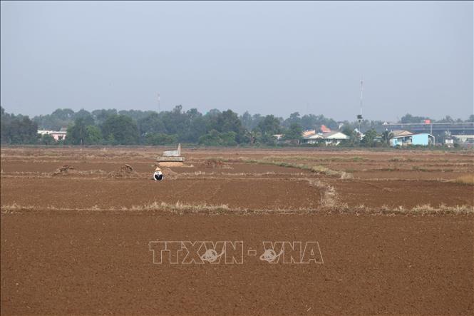 Long An theo dõi xâm nhập mặn, tập trung gieo sạ vụ Hè Thu