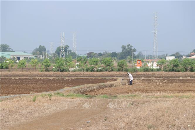 Long An theo dõi xâm nhập mặn, tập trung gieo sạ vụ Hè Thu