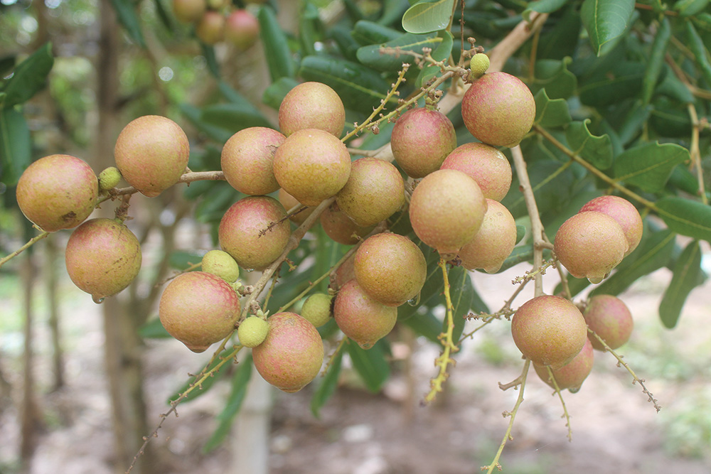 Có bảo hành Cây Giống Nhãn Xuồng Cơm Vànggiống cây ăn trái ɡhép chui cành  trồng chậu được nhanh cho trái  MixASale