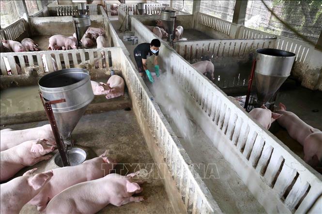 Các địa phương cần tạo điều kiện tối ưu để tăng tốc tái đàn lợn