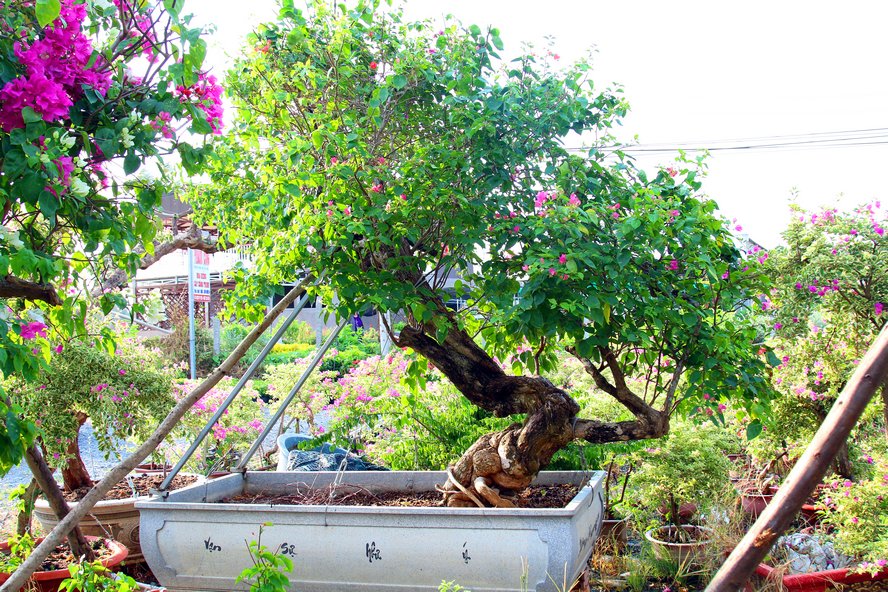 Ngắm cây hoa giấy đa sắc có dáng độc đáo, giá bạc triệu