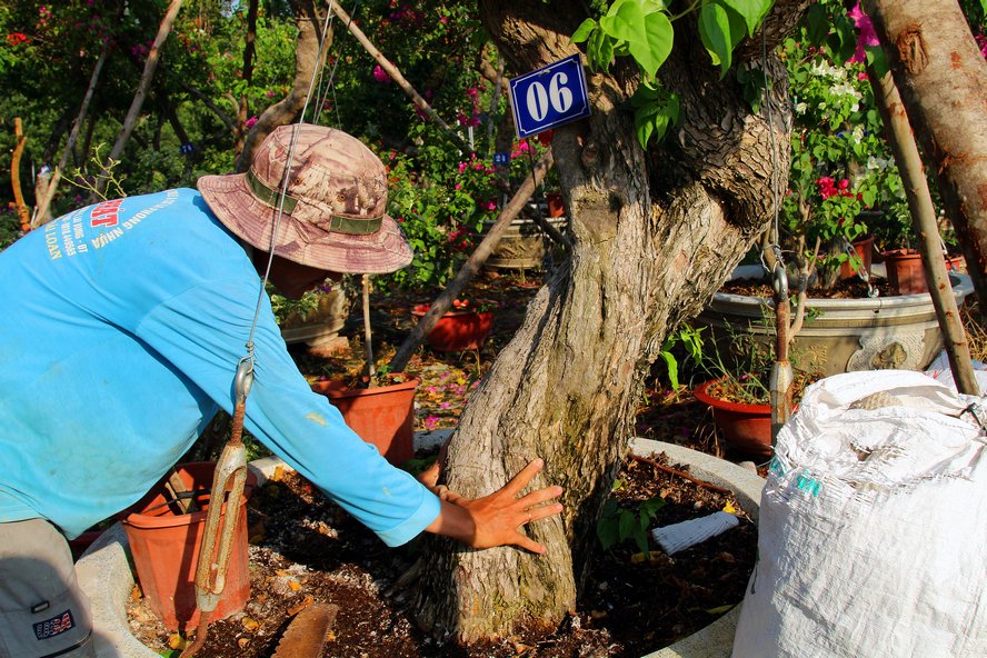 Ngắm cây hoa giấy đa sắc có dáng độc đáo, giá bạc triệu