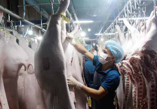 Giá heo hơi hôm nay 4-6: Giảm tiếp 1.000-4.000 đồng/kg, tháng 6 sẽ có lô heo sống đầu tiên