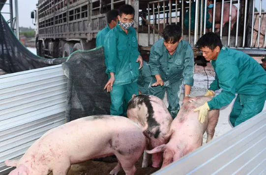 Giá heo hơi hôm nay 4-6: Giảm tiếp 1.000-4.000 đồng/kg, tháng 6 sẽ có lô heo sống đầu tiên