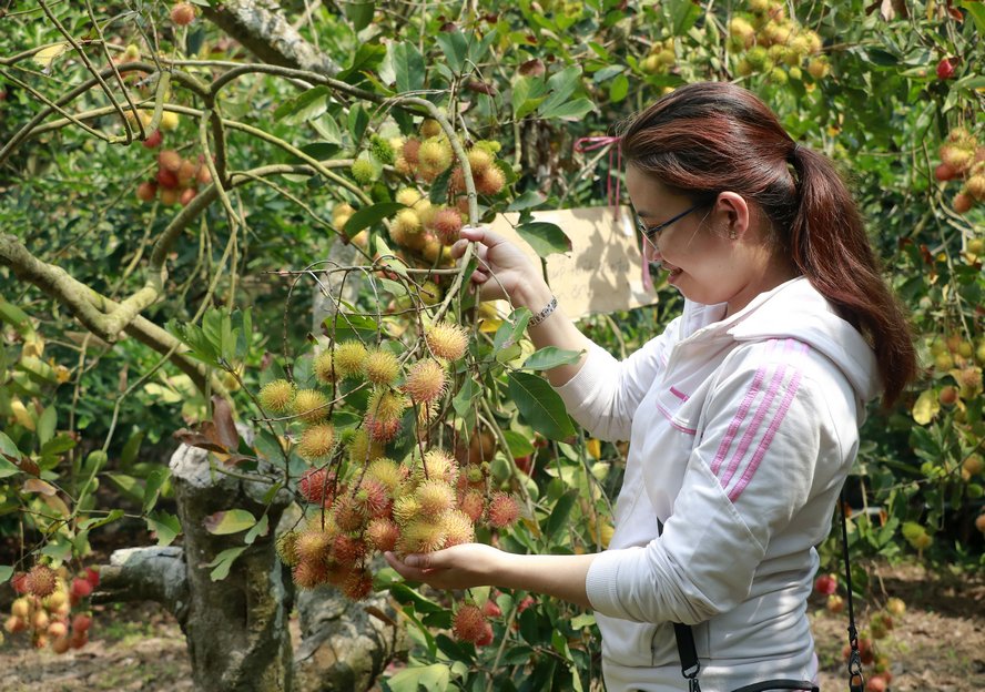 Về Vĩnh Long, khám phá du lịch sông nước miệt vườn