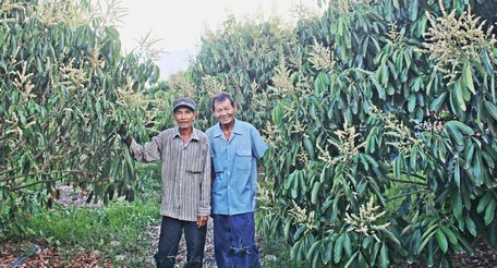 Vĩnh Long: Tạo đột phá nhờ cơ cấu lại ngành nông nghiệp gắn với xây dựng nông thôn mới