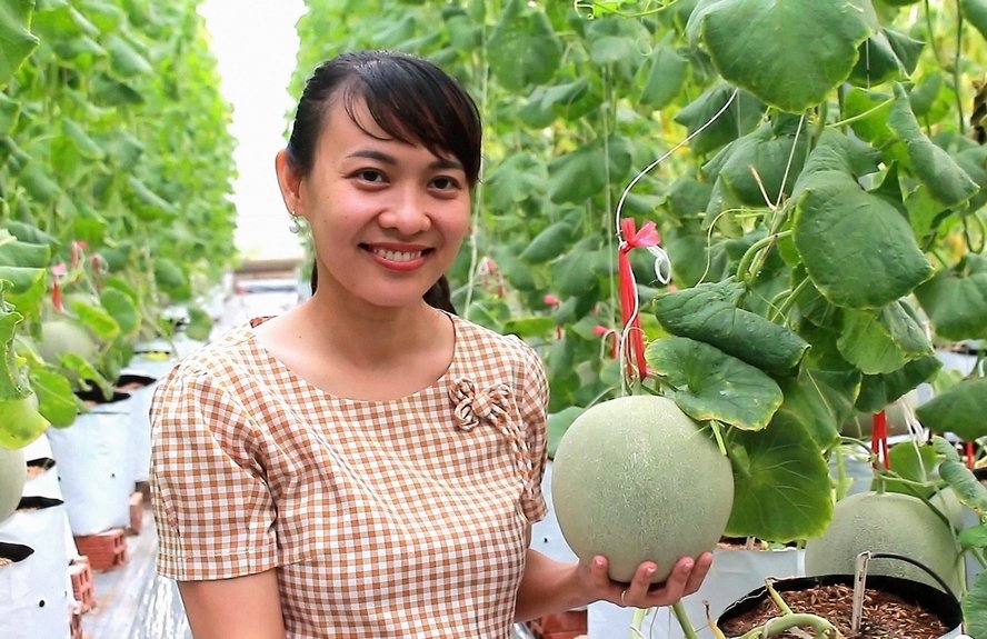 Ngất ngây với vườn dưa lưới của thạc sĩ 8X ở Vĩnh Long