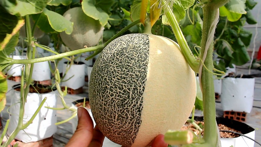Ngất ngây với vườn dưa lưới của thạc sĩ 8X ở Vĩnh Long