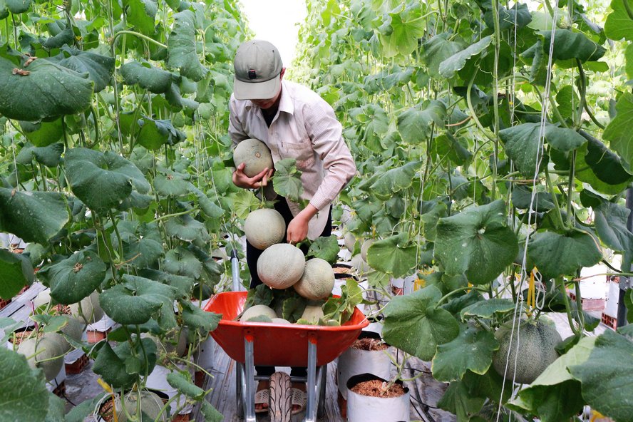 Ngất ngây với vườn dưa lưới của thạc sĩ 8X ở Vĩnh Long