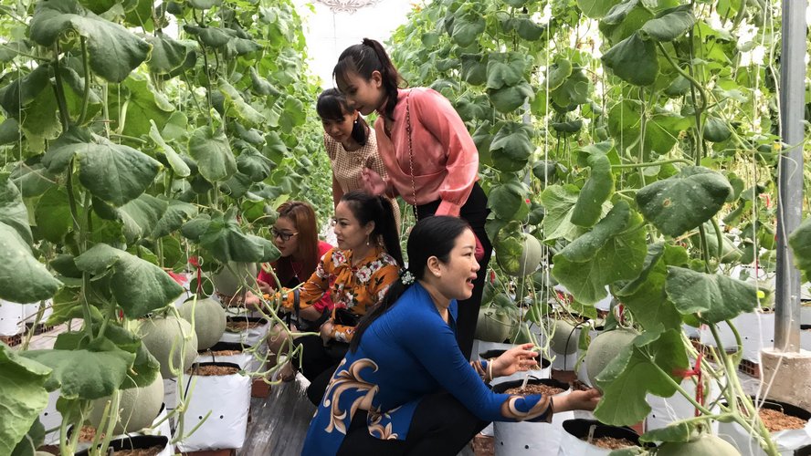 Ngất ngây với vườn dưa lưới của thạc sĩ 8X ở Vĩnh Long