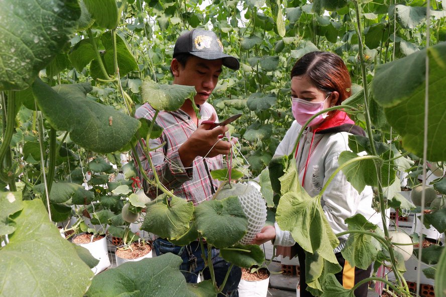Ngất ngây với vườn dưa lưới của thạc sĩ 8X ở Vĩnh Long