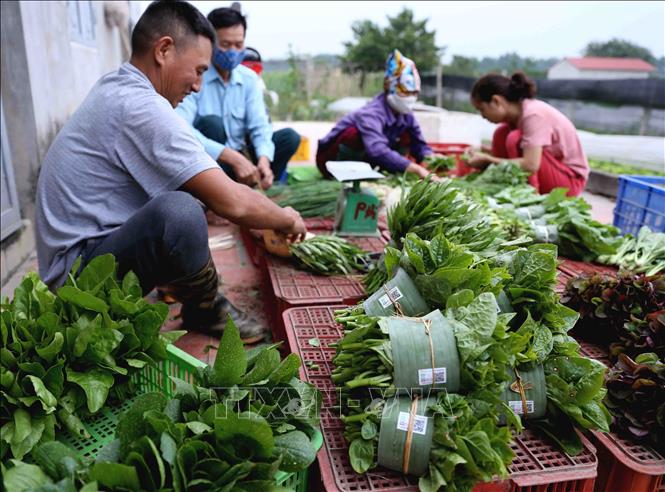 Tổ chức Diễn đàn kinh tế hợp tác, hợp tác xã 2020