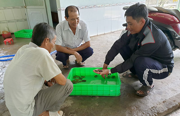 Nuôi cua đinh làm giàu