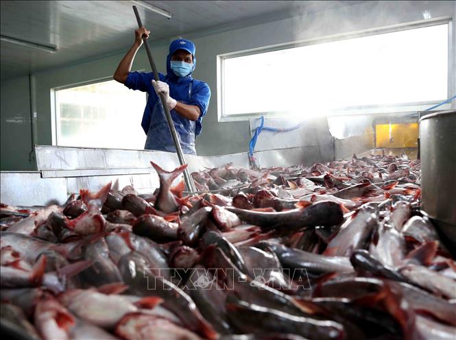 Xuất khẩu cá tra giảm tới 39%