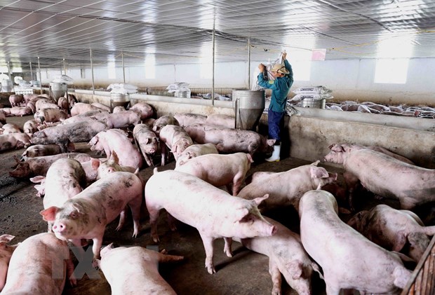 Bộ trưởng Nông nghiệp: Sớm đưa giá thịt lợn xuống mức hợp lý