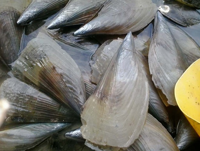Những đặc sản không thể bỏ lỡ khi du lịch Phú Quốc