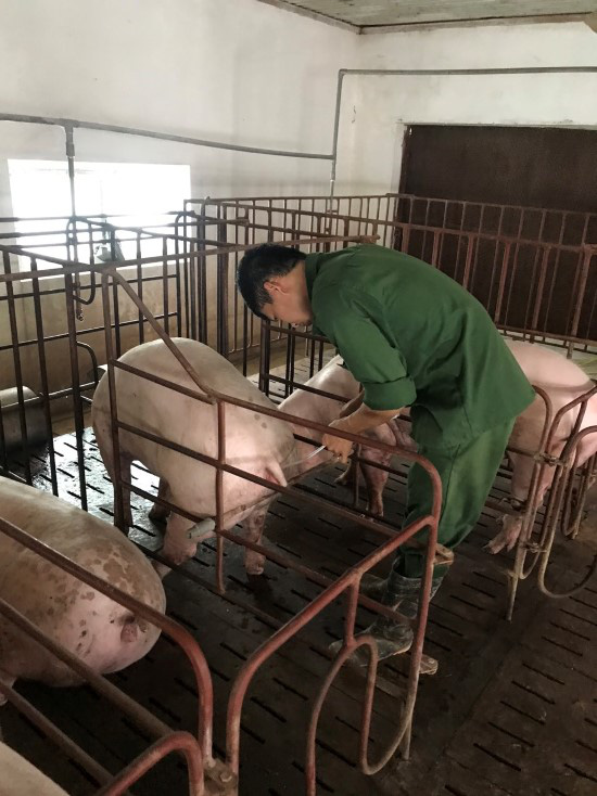 Giá heo hơi hôm nay 20-6: Nuôi lợn "3 sạch", tháng nào cũng bán 9-10 tấn, thu lãi nửa tỷ đồng